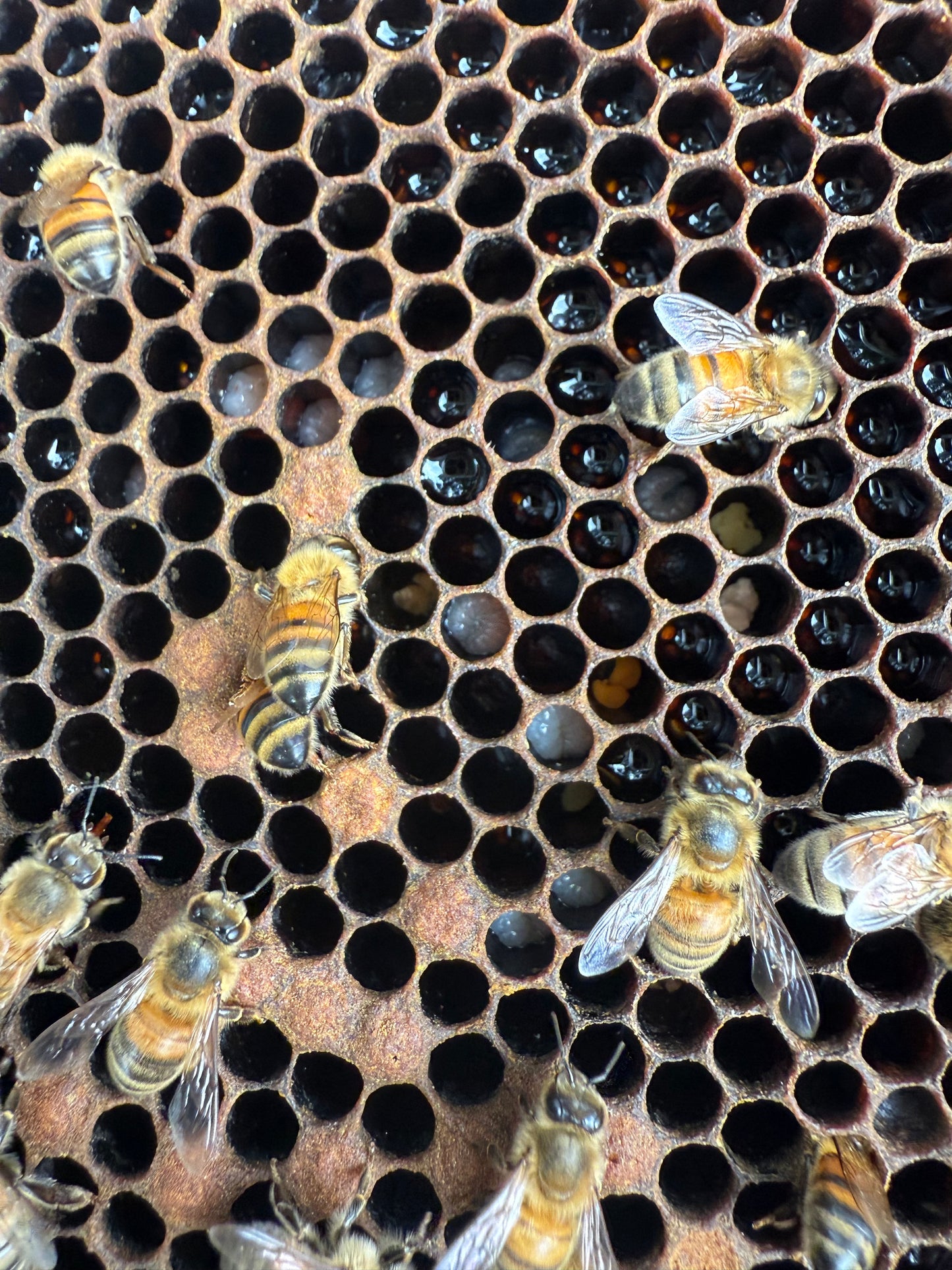 Clavering Hill Orchard Honey 500g