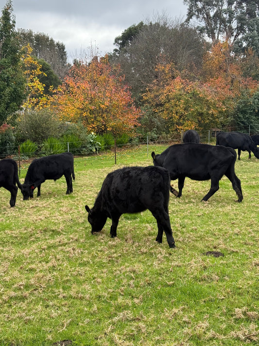 Autumn on the Farm: Frosty Mornings & Slower Days