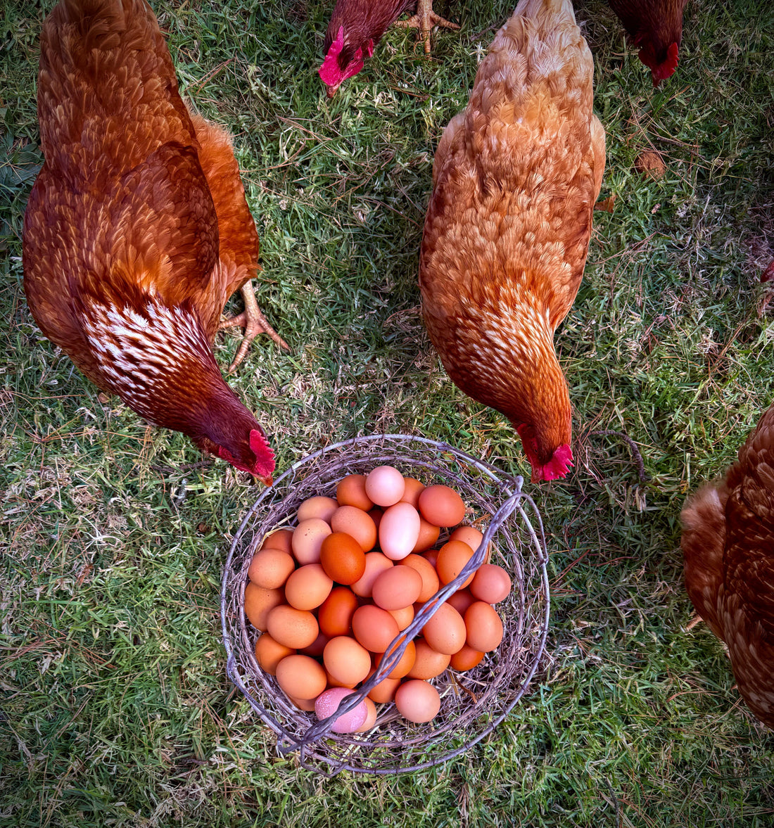 Just 3 French Hens and 3 Aussie Girls: A Christmas Gift That Keeps on Giving!