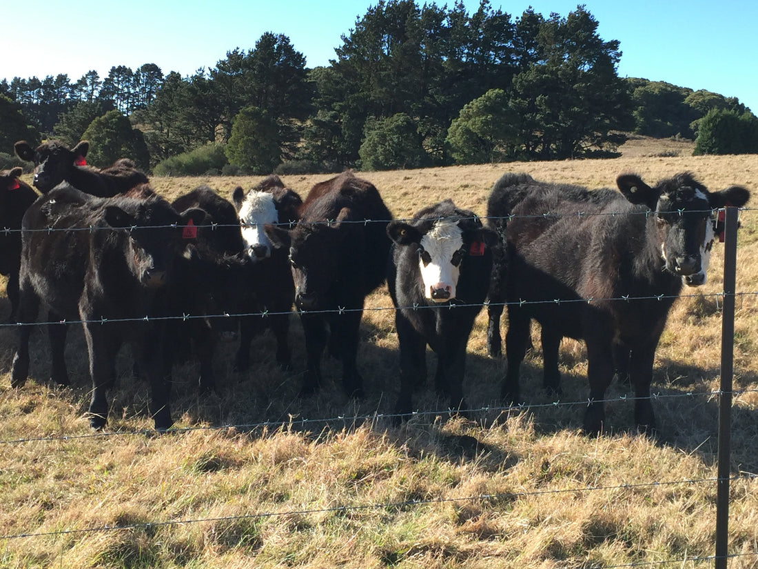 From long grass to livestock - starting from scratch