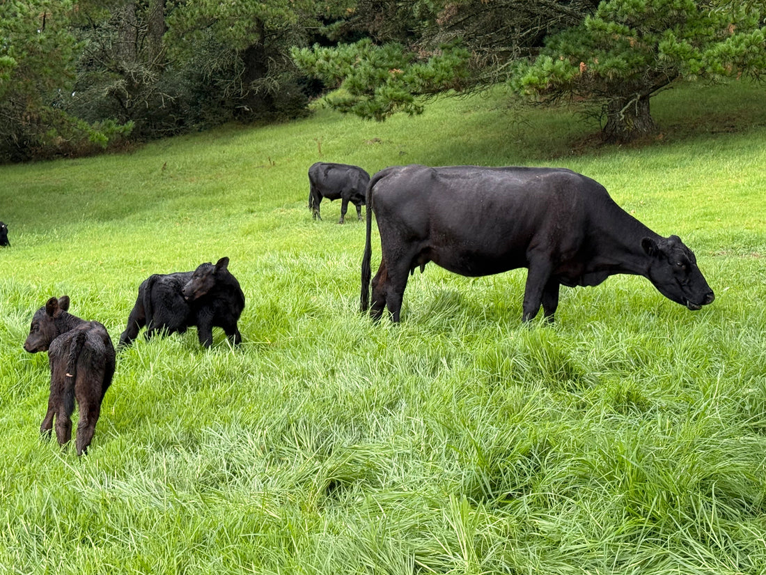 Summer Abundance & our Angus Harvest