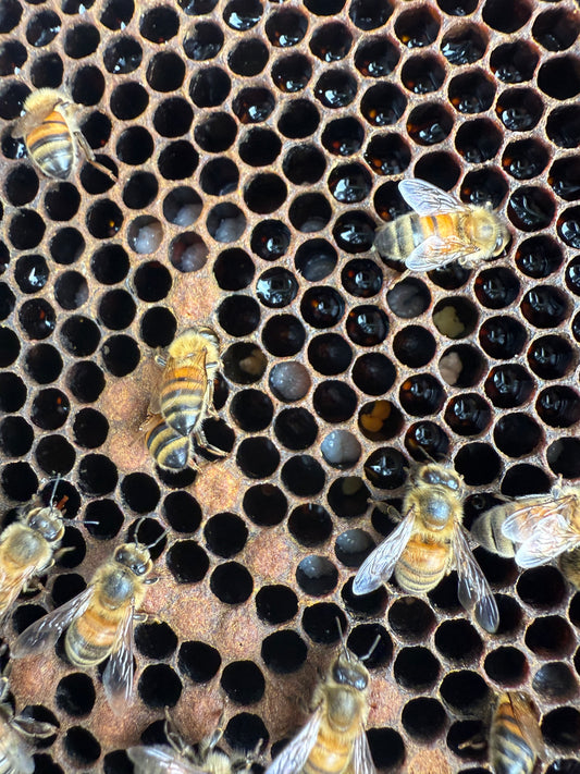 Clavering Hill Orchard Honey 500g
